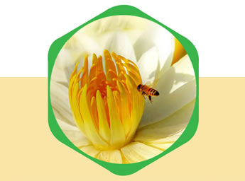 Organic Beeswax India Website